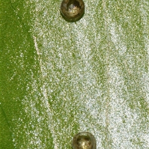 Eupanacra splendens at Sheldon, QLD - suppressed