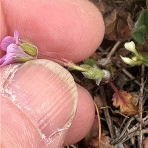 Erodium brachycarpum at Lawson, ACT - 28 Sep 2024