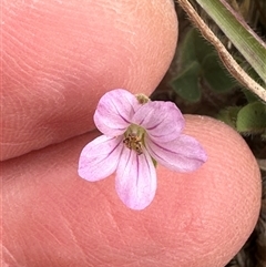 Erodium brachycarpum at Lawson, ACT - 28 Sep 2024 08:58 AM