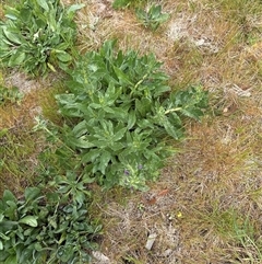 Echium plantagineum (Paterson's Curse) at Lawson, ACT - 28 Sep 2024 by lbradley