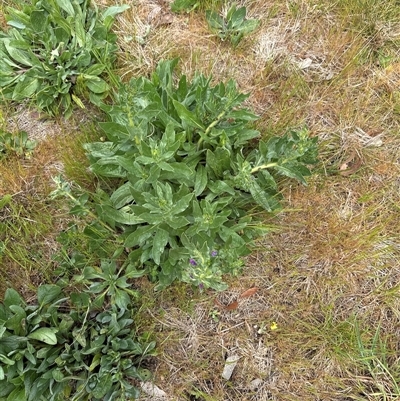 Echium plantagineum (Paterson's Curse) at Lawson, ACT - 27 Sep 2024 by lbradley