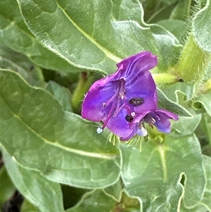 Echium plantagineum at Lawson, ACT - 28 Sep 2024 09:00 AM