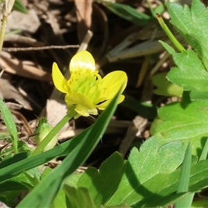 Ranunculus sp. at Splitters Creek, NSW - 27 Sep 2024 08:41 AM