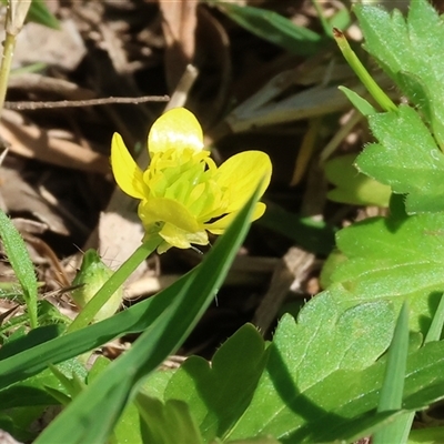 Ranunculus repens at Splitters Creek, NSW - 26 Sep 2024 by KylieWaldon