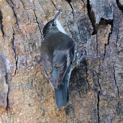 Cormobates leucophaea (White-throated Treecreeper) at Splitters Creek, NSW - 27 Sep 2024 by KylieWaldon