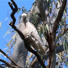 Cacatua galerita (Sulphur-crested Cockatoo) at Splitters Creek, NSW - 27 Sep 2024 by KylieWaldon