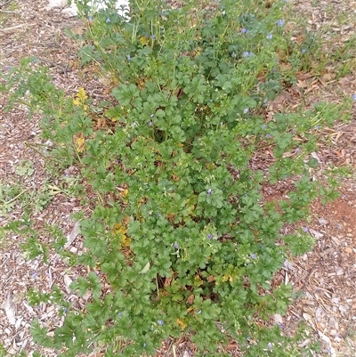 Erodium crinitum (Native Crowfoot) at Tarago, NSW - 28 Sep 2024 by DrDJDavidJ