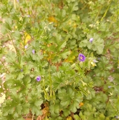 Erodium crinitum at Tarago, NSW - 28 Sep 2024