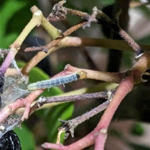 Epiphyas xylodes at Franklin, ACT - suppressed