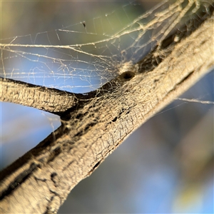 Segestriidae sp (family) at Barton, ACT - 27 Sep 2024