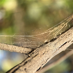 Segestriidae sp (family) at Barton, ACT - 27 Sep 2024