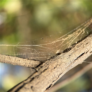 Segestriidae sp (family) at Barton, ACT - 27 Sep 2024