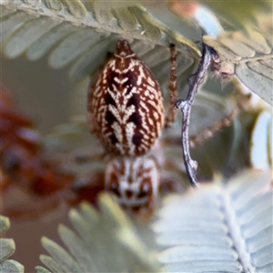 Opisthoncus serratofasciatus at Barton, ACT - 27 Sep 2024