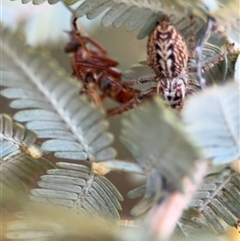 Opisthoncus serratofasciatus at Barton, ACT - 27 Sep 2024