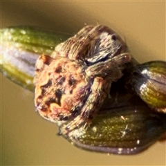 Salsa fuliginata (Sooty Orb-weaver) at Barton, ACT - 27 Sep 2024 by Hejor1