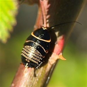 Ellipsidion australe at Parkes, ACT - 27 Sep 2024