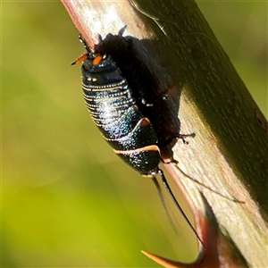 Ellipsidion australe at Parkes, ACT - 27 Sep 2024