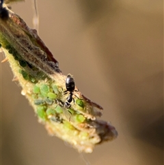 Aphididae (family) at Parkes, ACT - 27 Sep 2024