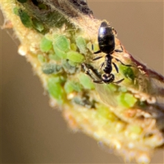 Aphididae (family) at Parkes, ACT - 27 Sep 2024