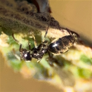 Technomyrmex sp. (genus) at Parkes, ACT - 27 Sep 2024 04:29 PM