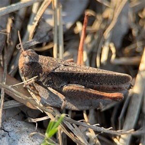 Cryptobothrus chrysophorus at Barton, ACT - 27 Sep 2024 04:25 PM