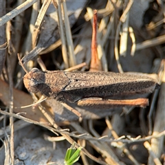 Cryptobothrus chrysophorus at Barton, ACT - 27 Sep 2024 04:25 PM