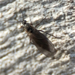 Sciaridae sp. (family) (Black fungus gnat) at Barton, ACT - 27 Sep 2024 by Hejor1