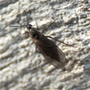 Sciaridae sp. (family) at Barton, ACT - 27 Sep 2024