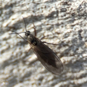 Sciaridae sp. (family) at Barton, ACT - 27 Sep 2024