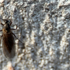 Sciaridae sp. (family) at Barton, ACT - 27 Sep 2024