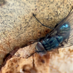 Chlorotachina sp. (genus) at Barton, ACT - 27 Sep 2024