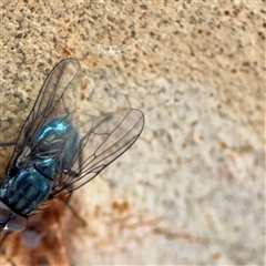 Chlorotachina sp. (genus) at Barton, ACT - 27 Sep 2024