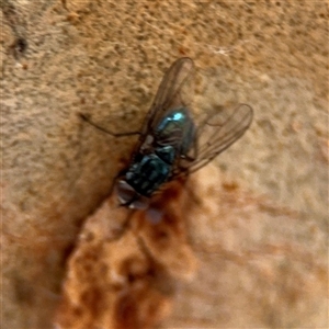 Chlorotachina sp. (genus) at Barton, ACT - 27 Sep 2024