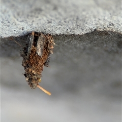 Psychidae (family) IMMATURE (Unidentified case moth or bagworm) at Barton, ACT - 27 Sep 2024 by Hejor1