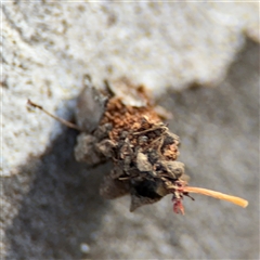 Psychidae (family) IMMATURE at Barton, ACT - 27 Sep 2024 04:19 PM