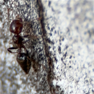 Crematogaster sp. (genus) at Barton, ACT - 27 Sep 2024