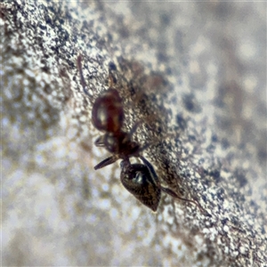 Crematogaster sp. (genus) at Barton, ACT - 27 Sep 2024