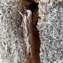 Ardozyga amblopis (A Gelechiod moth (Gelechiidae)) at Barton, ACT - 27 Sep 2024 by Hejor1