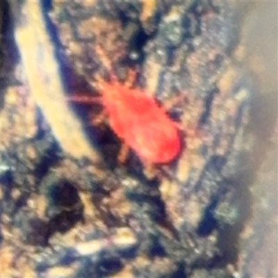 Trombidiidae (family) (Red velvet mite) at Parkes, ACT - 27 Sep 2024 by Hejor1