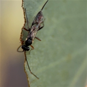 Ichneumonoidea (Superfamily) at Barton, ACT - 27 Sep 2024 04:11 PM