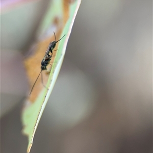 Ichneumonoidea (Superfamily) at Barton, ACT - 27 Sep 2024