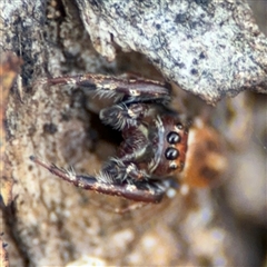 Opisthoncus sexmaculatus (Six-marked jumping spider) at Parkes, ACT - 27 Sep 2024 by Hejor1