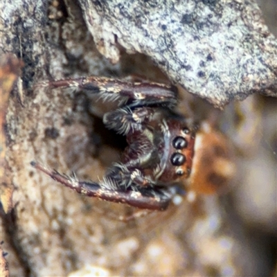 Opisthoncus sexmaculatus (Six-marked jumping spider) at Parkes, ACT - 27 Sep 2024 by Hejor1