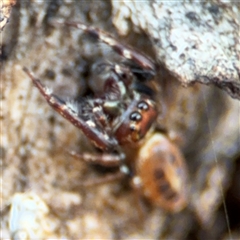 Opisthoncus sexmaculatus at Parkes, ACT - 27 Sep 2024