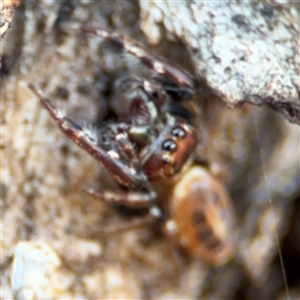 Opisthoncus sexmaculatus at Parkes, ACT - 27 Sep 2024