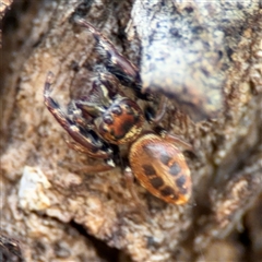 Opisthoncus sexmaculatus at Parkes, ACT - 27 Sep 2024