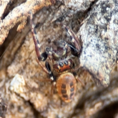 Opisthoncus sexmaculatus at Parkes, ACT - 27 Sep 2024