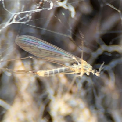 Tipulidae or Limoniidae (family) (Unidentified Crane Fly) at Barton, ACT - 27 Sep 2024 by Hejor1