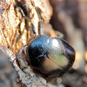 Chalcopteroides sp. (genus) at Parkes, ACT - 27 Sep 2024 04:03 PM