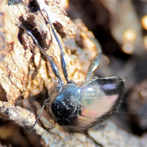 Chalcopteroides sp. (genus) at Parkes, ACT - 27 Sep 2024 04:03 PM